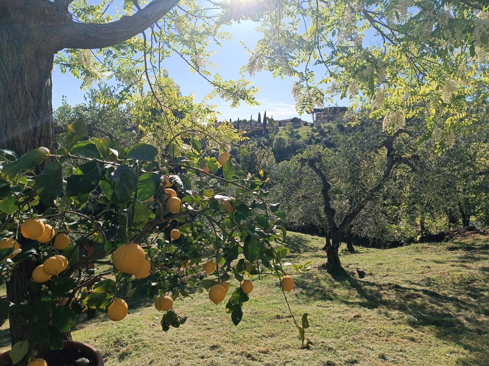 Le Massucce San Casciano in Val di Pesa Extérieur photo